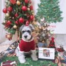 열두달펫 이미지