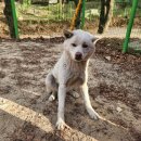 광주TNR동물병원(송정) 네이버블로그
