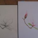 꽃그림 보타니컬 색연필화 이미지
