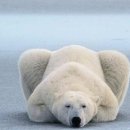 복