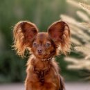 강아지집 이미지