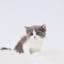 화양농장 | 화양고양이분양 처음 만났을 때의 인상