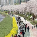 벚꽃사이로 이미지
