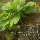 그루터기 이미지