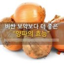 양파 감기특효 눈 귀 염증치료 이미지