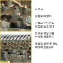 청설모/최영자 이미지