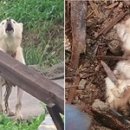 아기강아지 이미지