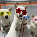 강남-137 이미지