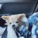 닭튀기고전부쳐 이미지