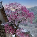 화엄사1로 이미지