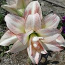 아프로디테 이미지