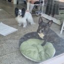 숲속애견샵 이미지