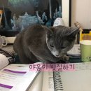 [야옹이 빗질하기] 코비스 슬리커 브러쉬 후기