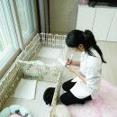 홍스비어 | 인연을 맺을 수 있는 곳이라는 확신과 진정성 있는 후기들로 마음을 울렸던 인천강아지분양 홍스퍼피