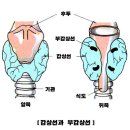 3.생물의 항상성 - 2. 호르몬 - (2) 사람의 호르몬 이미지