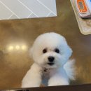 임옥빈 그루밍 네이버블로그
