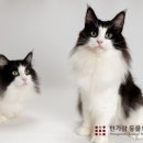 지안포레스트 이미지