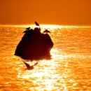 노을바다 이미지