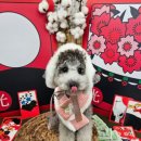 댓츠댕댕스쿨 이미지