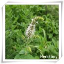 애플민트(Apple Mint) 이미지