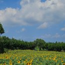 김경숙농장 | [제주] 제주 동쪽 9월 가볼 만한 곳 김경숙 해바라기 농장, 사진 꿀팁