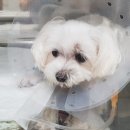 흑석24시동물병원 이미지