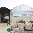 철원고구마 이미지