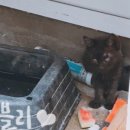 애완용품도매·할인