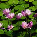 오늘의 탄생화 (4월 27일) 수련(Water Lily) 이미지