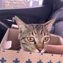 해피올동물병원 이미지