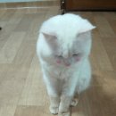 상봉2동-010 이미지