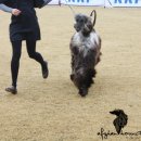 2011 Gyeonggi-do KKF/FCI International Dog Show 이미지