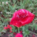 통일로 토종순대국 이미지