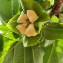 감꽃펜션 이미지