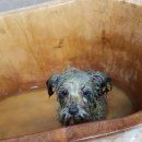 잇츠그루밍타임 이미지