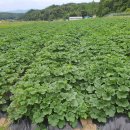 건이네 농장 이미지