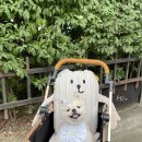 허그도그 | [조이의 잇템] 귀여운 타피(TAAFEE) 허그미 버디 아티산 추천 리뷰ㅣ헤이도그 부산점 택배후기