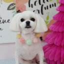 금비펫살롱 이미지