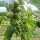 다래농원 이미지