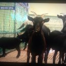 제천염소도축장 이미지