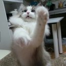 레드캣츠