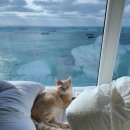 그린오션 이미지