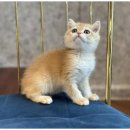 강아지와고양이 이미지