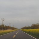 가시리 유채꽃길 이미지