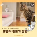 다나을동물병원 | 하남 미사역 24시 다나을동물병원에서고양이 진드기 감염에 대해 알려드립니다.