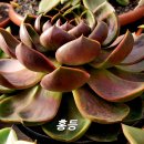 홍등 - 서초구 서초대로48길 103 | 홍등