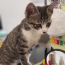 1급마이스터모터스 이미지