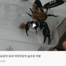 전갈샵 이미지