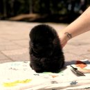 광주 고양이가정분양 비비냥 | 광주강아지분양 새로운 가족을 맞이하는 따뜻한 여정