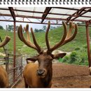 대관령 농장 이미지